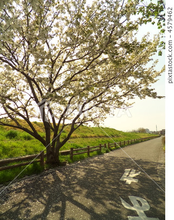 Leaf cherry and river bank 4579462