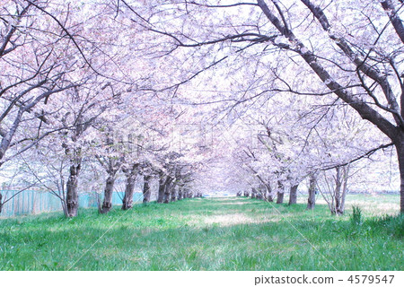 Cherry Tunnel 2 4579547