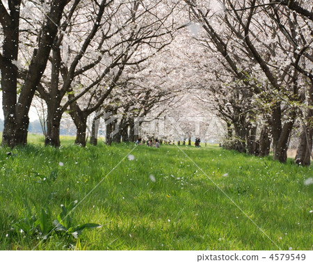櫻桃隧道和櫻花暴風雪 4579549