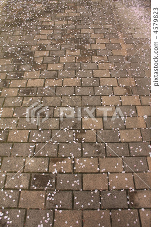 stone pavement, petal, petals 4579823