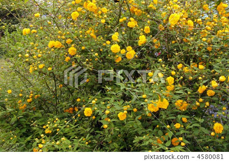 山吹 山吹 4580081