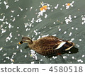 A duck swimming on the surface of the floating cherry blossom petals 4580518