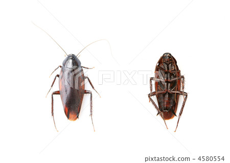 cockroach cockroach 4580554