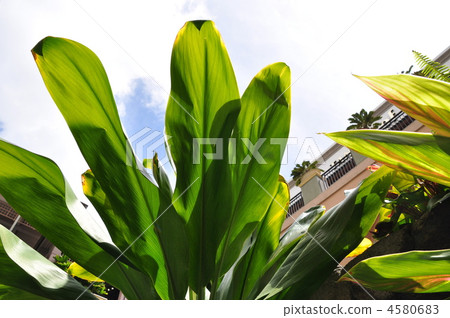 Holidays in Hawaii Holidays in Hawaii 4580683