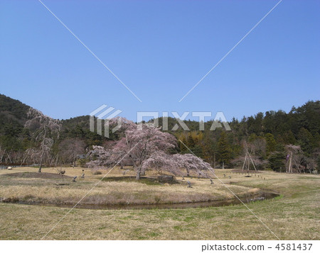 Kyoto Heian Township Cherry Blossom Party Kyoto Heian Township Cherry Blossom Party 4581437