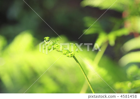 蕨菜 食用 山野菜 4581458