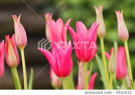 jacqueline, tulipa, lifting 4581632