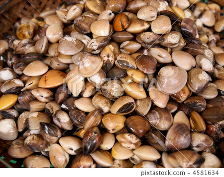 Clam Clam Clam Clam 4581634