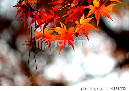 楓樹② 楓樹② 4581652