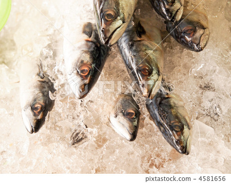 市場鯖魚（鯖魚） 4581656