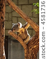 Profile coeler 4581736