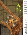 Koala relaxing with trees 4581742