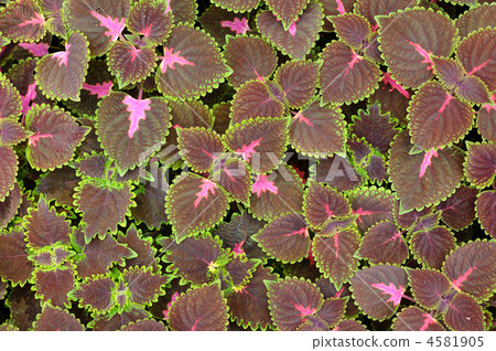 Leaves background 4581905