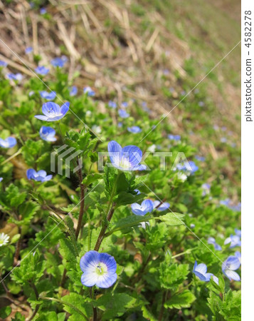 戶外春天 4582278