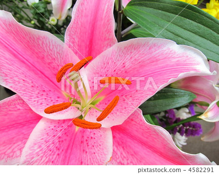 百合花瓣 4582291