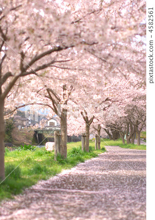 row of cherry trees, cherry blossom, cherry tree 4582561