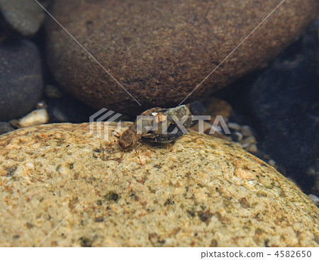 Larva of the fagobarra 4582650