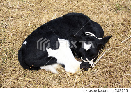 calf 4582713