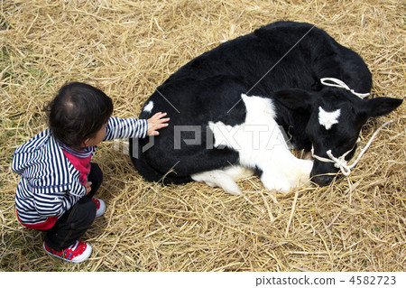 Calf and child contact 4582723