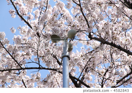 櫻花和風速計 4582843