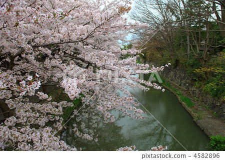 cherry blossom, cherry tree, hachiman-bori 4582896