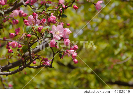 April Blurred Rosaceae 22 April Blurred Rosaceae 22 4582949