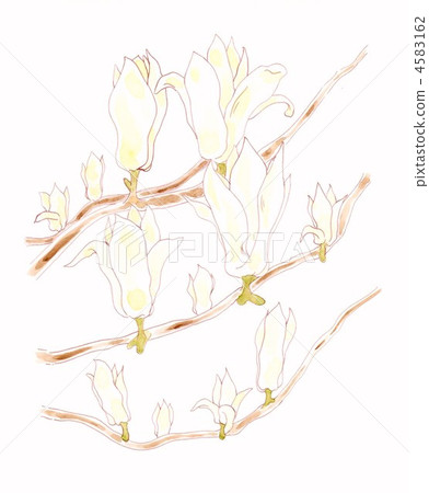 玉蘭 玉蘭 4583162