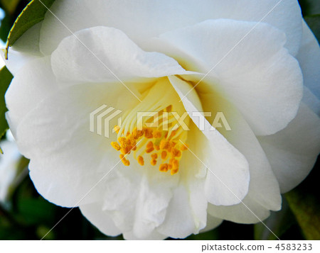 Camellia 4583233