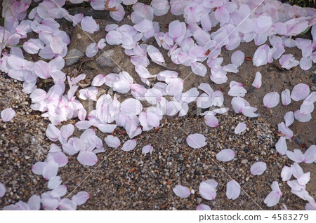 Cherry petals Cherry petals 4583279