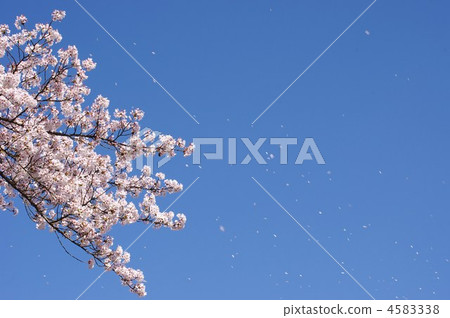 Start of scattering 4583338