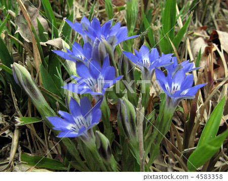 Hall's Garden flowers 4583358