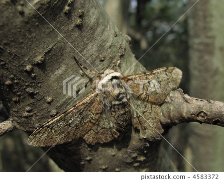 果樹害蟲 4583372