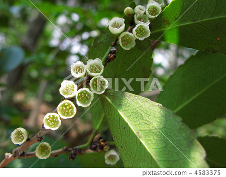 Hisakaki的花 4583375