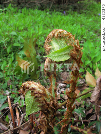 蕨年輕葉子 4583376