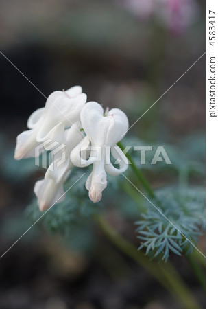 dicentra, dicentra peregrina, komakusa 4583417