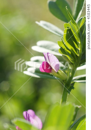 vicia hirsuta, bloom, blossom 4583445