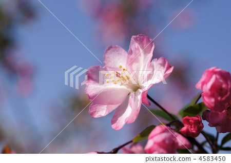 蘋果開花蟹 大廳的海棠 源於中國 4583450