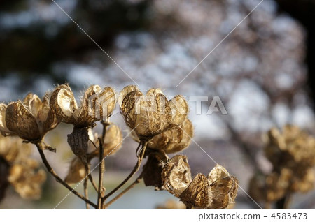 confederate rose, cotton rosemallow, cotton rose 4583473