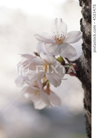 櫻花 櫻 賞櫻 4583478