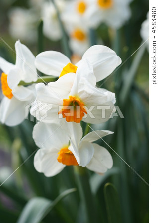 水仙花 多年生植物 多年草 4583480