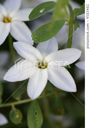 花朵 花 花卉 4583481