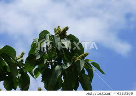 The red leaves Akamegashiwa big tree makes big leaves a nice shade. 4583569