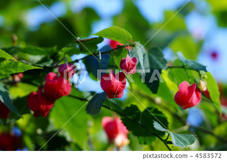 Floating tree alias Tyrolean lamp It blooms in winter. Floating tree alias Tyrolean lamp It blooms in winter. 4583572