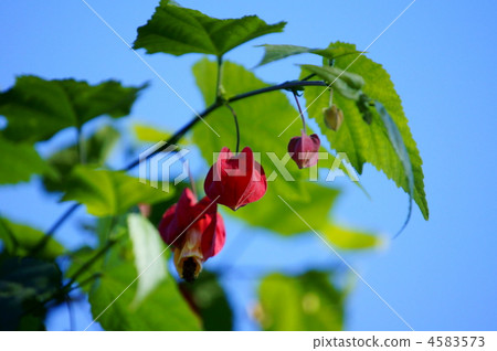 浮樹別名蒂羅爾燈它在冬天開花。 4583573