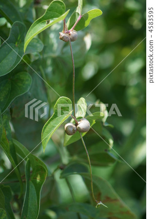 山藥山藥（Mukako） 4583595