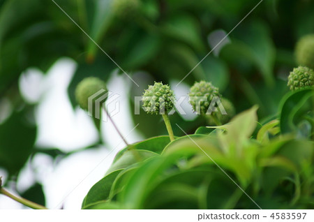 Young fruit of mountaineer Young fruit of mountaineer 4583597