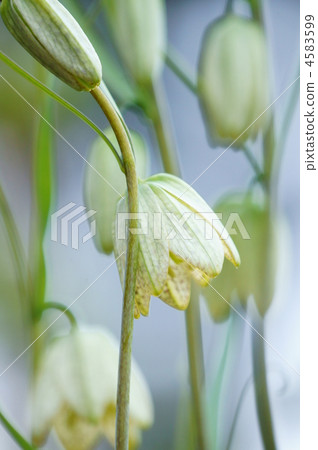 還有許多叫做bungeira lily shell mother(誘餌)的東西。 還有許多叫做bungeira lily shell mother(誘餌)的東西。 4583599