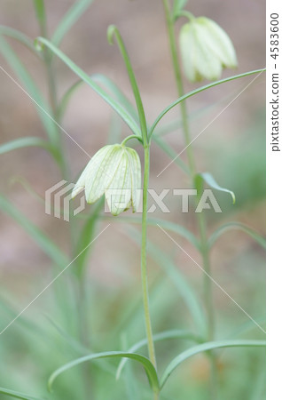 還有許多叫做bungeira lily shell mother(誘餌)的東西。 還有許多叫做bungeira lily shell mother(誘餌)的東西。 4583600