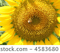 bee, sunflower, sunflowers 4583680