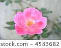 bloom, blossom, blossoms 4583682